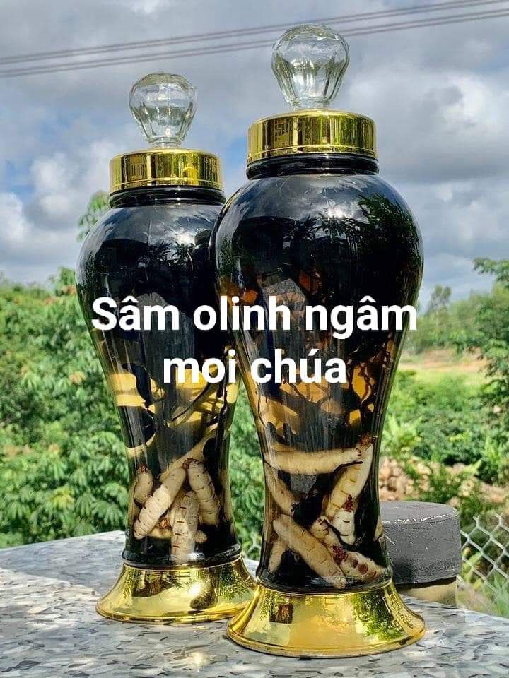 [HCM]Sâm Ô LINH Rừng Tây Nguyên