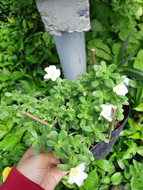 combo 3 chậu hoa 10 giờ THÁI - VIỆT - MỸ