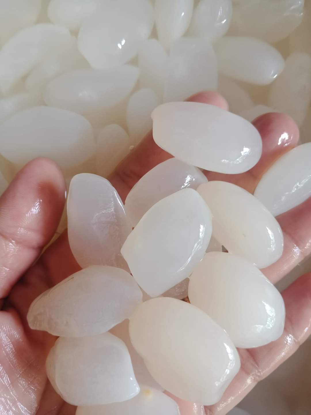 (Mua 1 + quà tặng) 1kg hạt đác NhaTrang dẻo ngon chất lượng