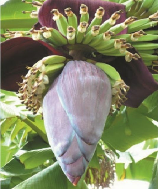 Cây chuối con