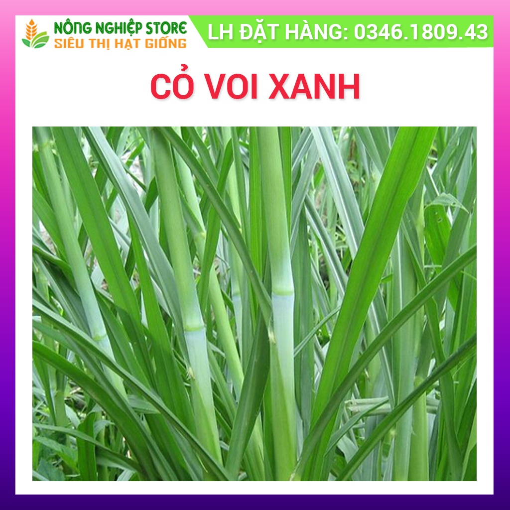 Hạt Giống Cỏ Voi - Gói 1 KG [Cỏ Chăn Nuôi]