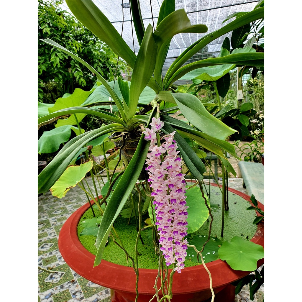 Lan Đuôi Cáo/Chồn - Hoa Thơm Phức Cả Vườn