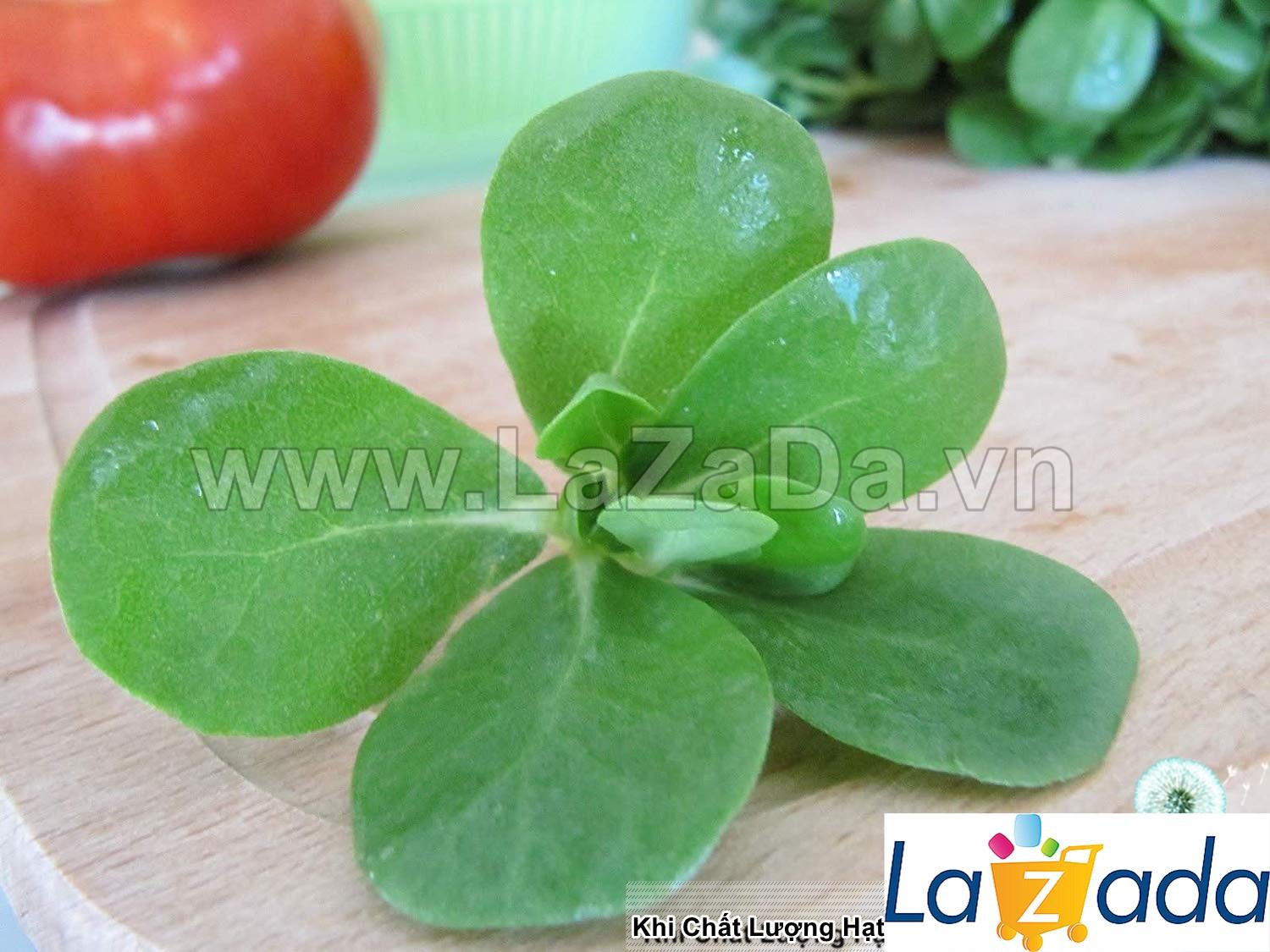 1Gr Hạt Giống Rau Sam (A2.401| C10*W50*M168)