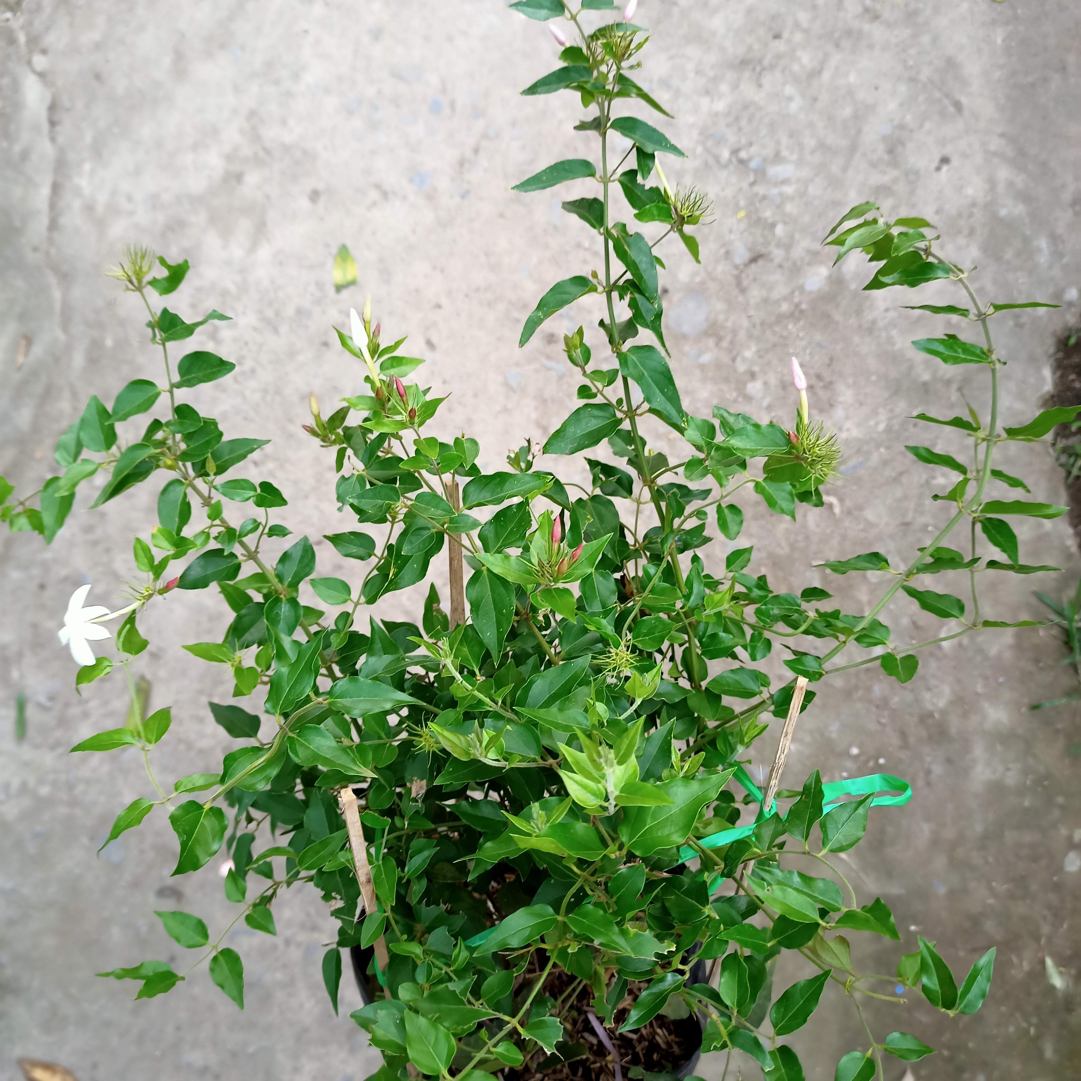 Cây nguyệt quế leo - Summer Garden