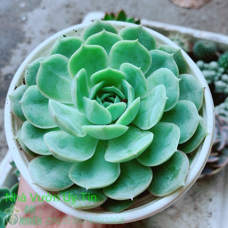 Sen đá xanh cánh cứng