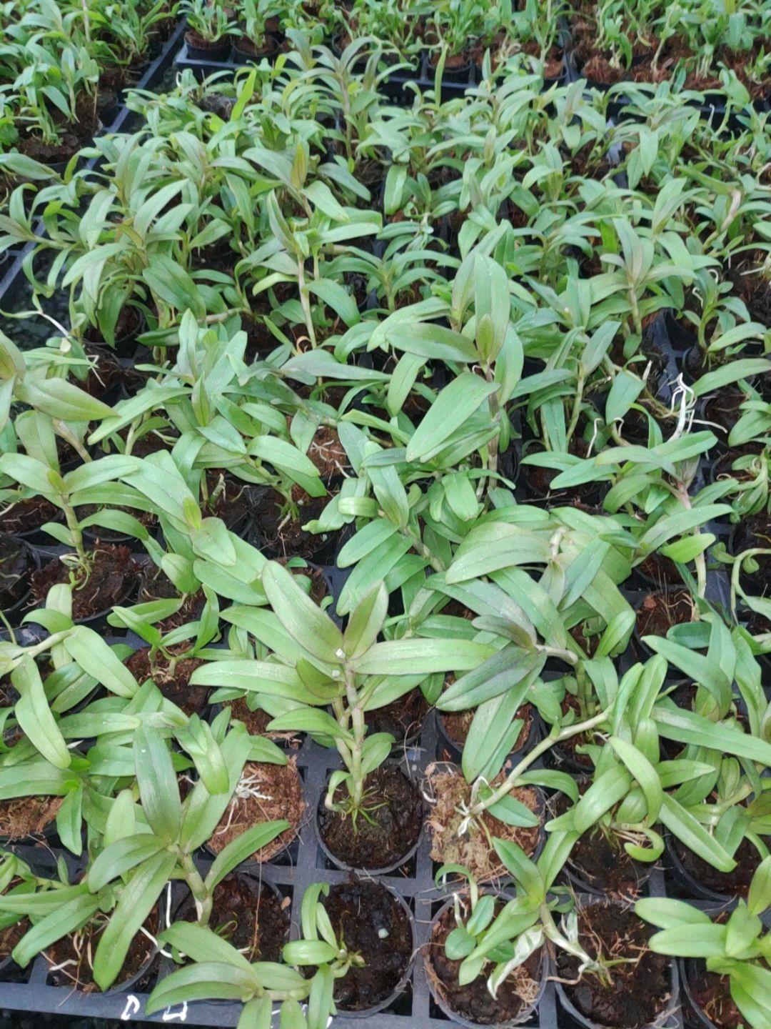 Giả hạc Nù Hồng Cánh Sáp - Cây con