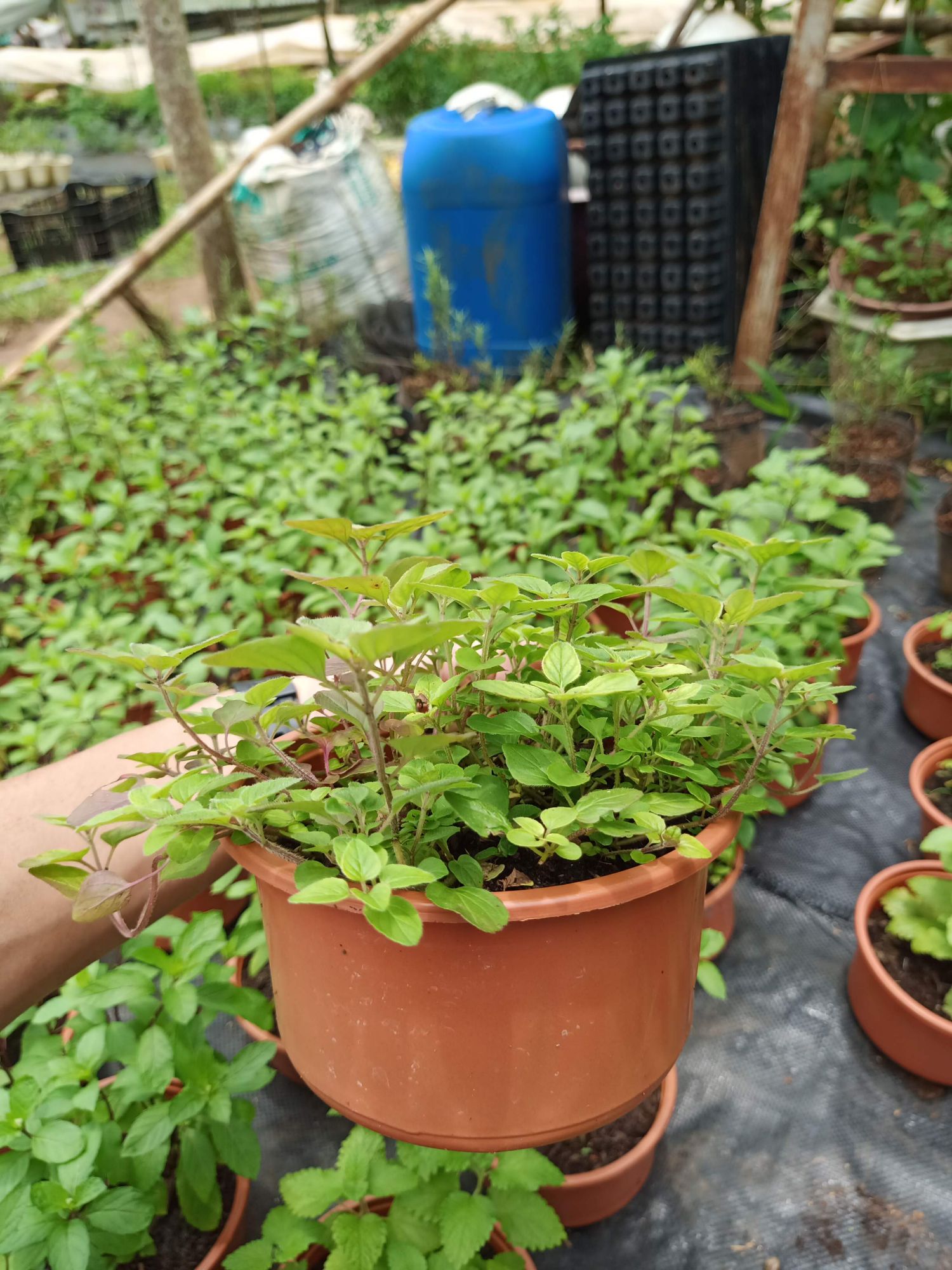 Cây kinh giới cay Oregano - chậu lớn