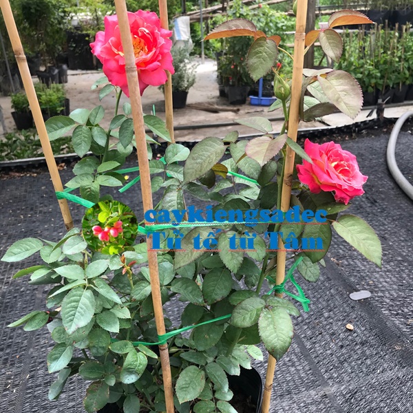 Hồng hai da+ tặng phân bón cho cây khỏe