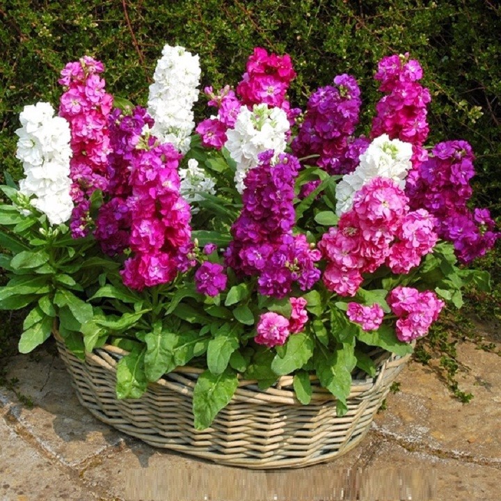 Hạt giống hoa Hoàng anh