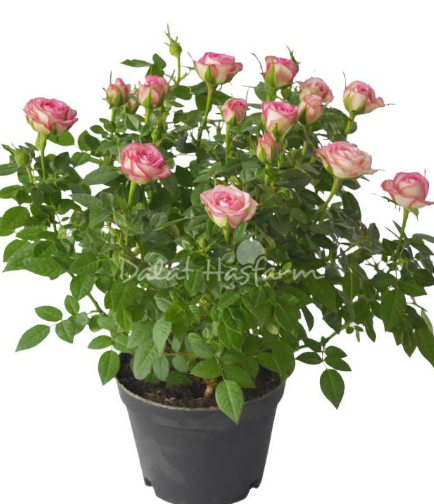 Dalat Hasfarm Chậu Hoa Hồng