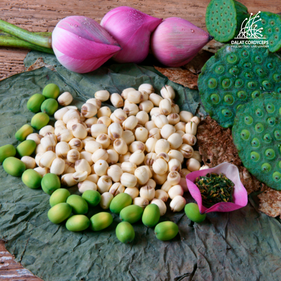 Hạt sen sấy khô - Dalat Cordyceps - hạt tịnh tâm