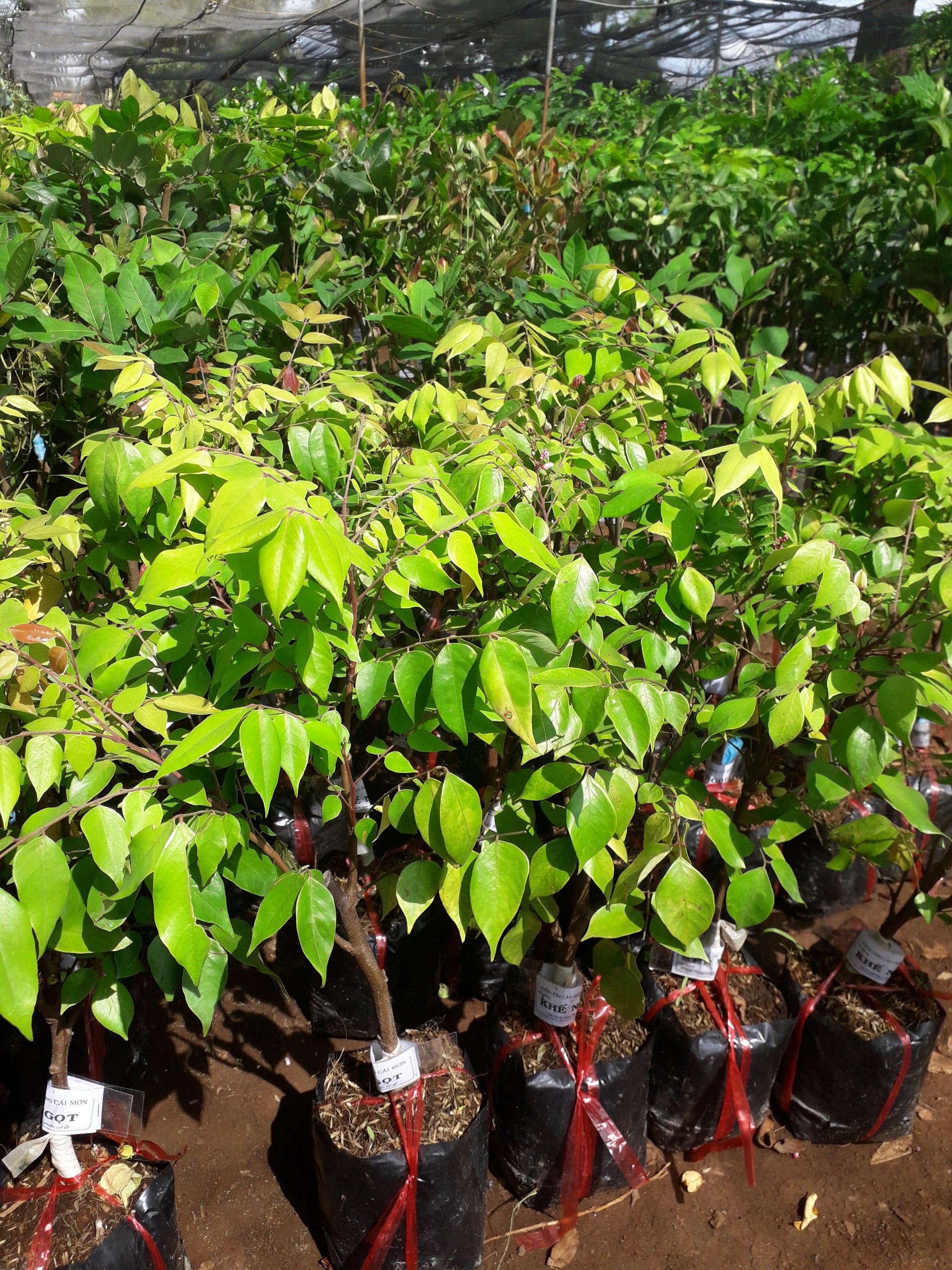 Cây giống khế ngọt trồng chậu