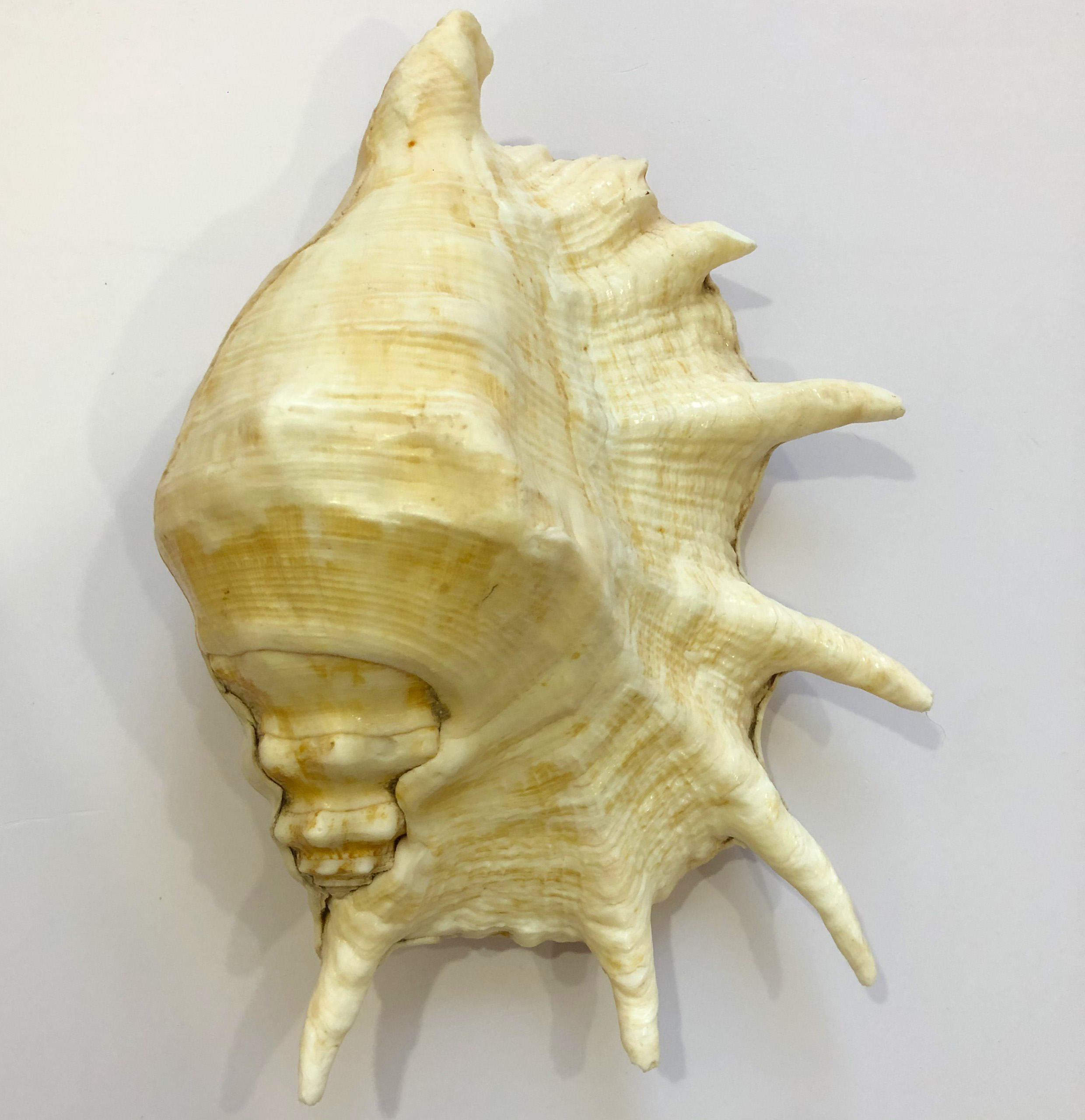 Vỏ ốc Tai Bẹ size 25cm