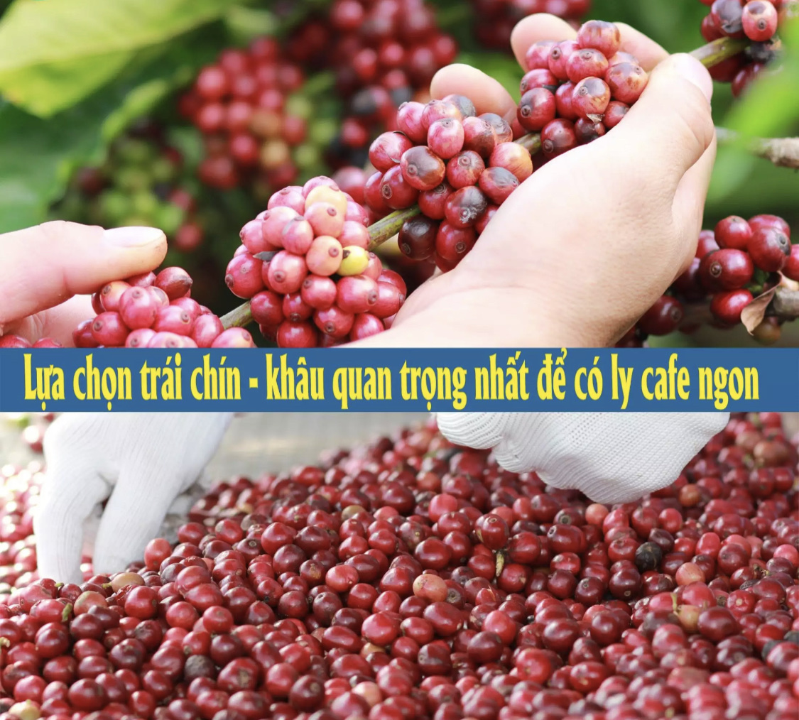 Cà phê hạt nguyên chất, cà phê hạt ROBUSTA 100%  Rang Bơ  ( 1KG )