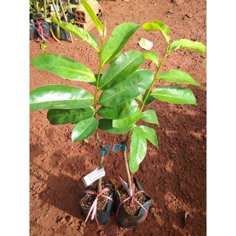 cây giống mãng cầu xiêm (được kiểm tra hàng )