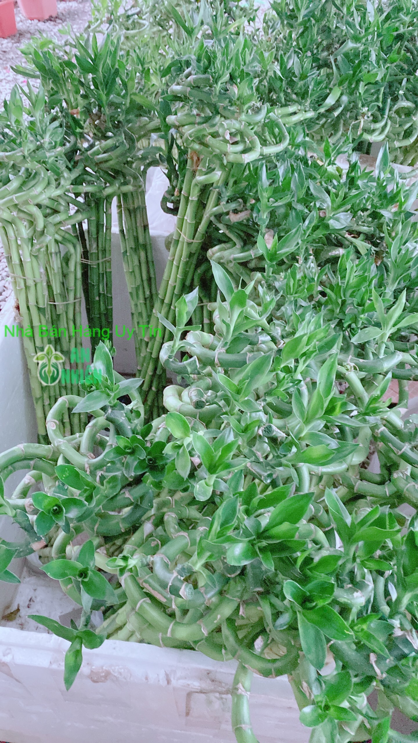 Bó Trúc Phát Tài Xoắn Cao 80cm (10 cây)