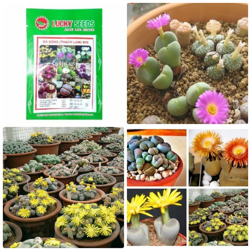 Mixed Live Stone (Lapis Lazuli) Seeds – 15 Seeds