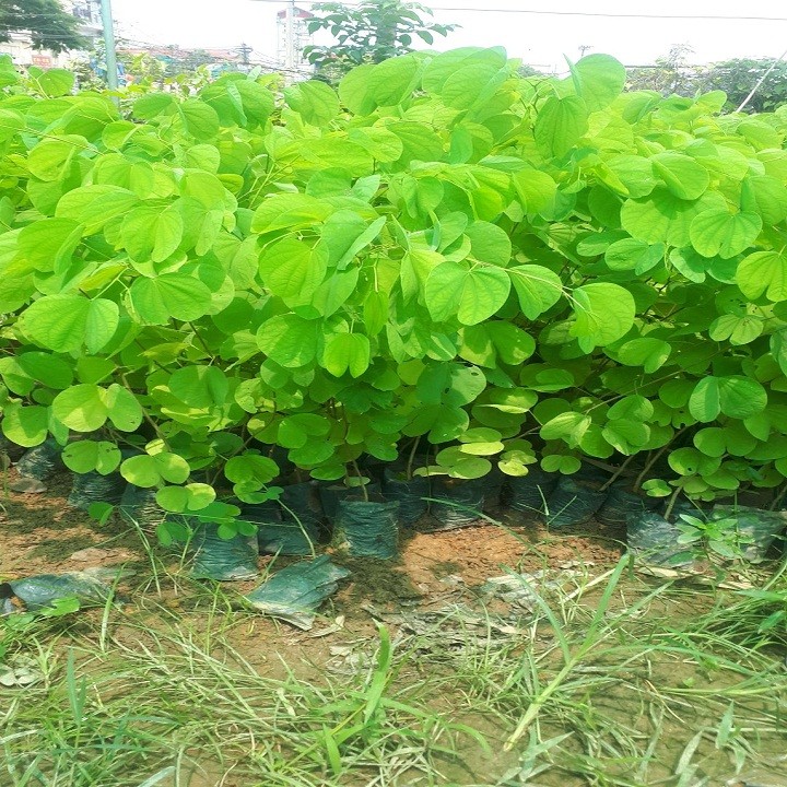 [Viện Công Nghệ Sinh Học Nông Lâm] CÂY GIỐNG HOA BAN TÍM