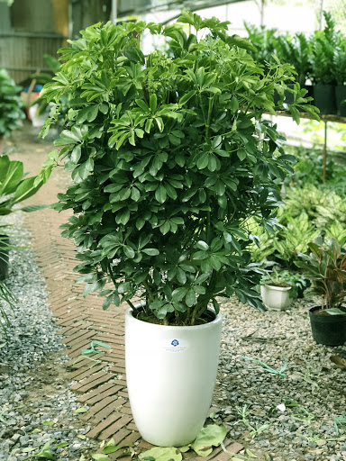 Cây ngũ gia bì chân chim lá xanh , cây phong thủy, vượng tài lộc cho gia chủ