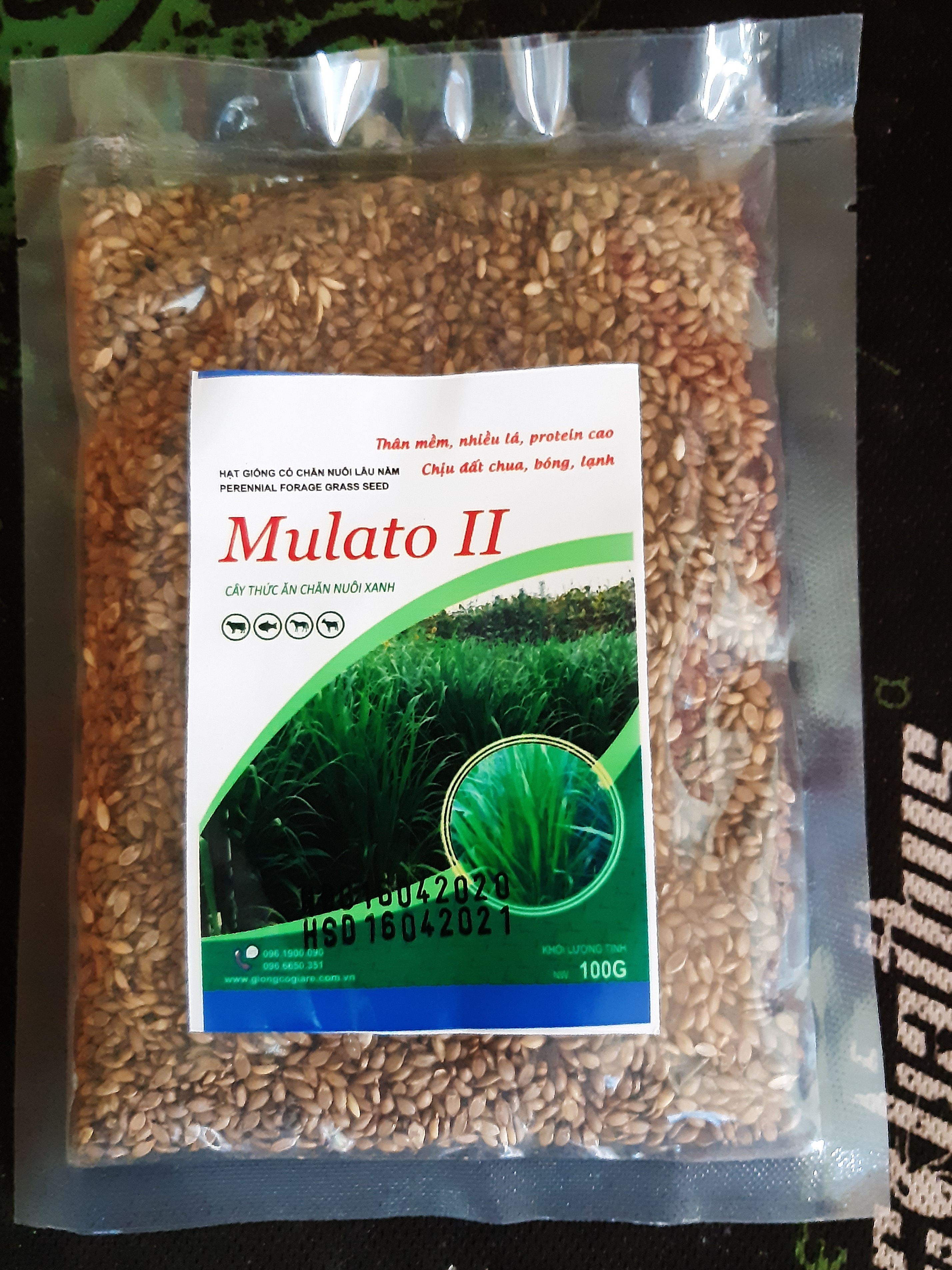 Hạt Giống Cỏ Mulato 2 – Hybrid Brachiaria (Bổ sung dinh dưỡng)
