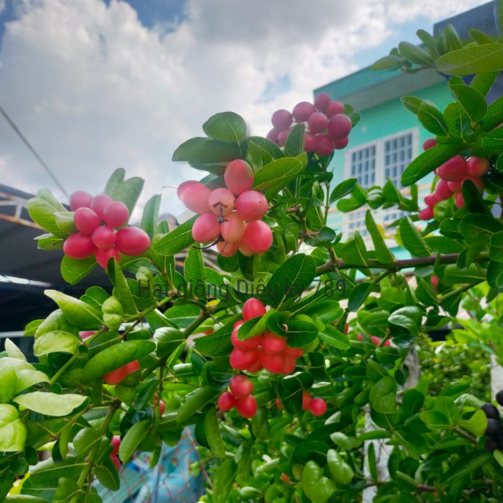 Hạt giống siro gói 30 hạt