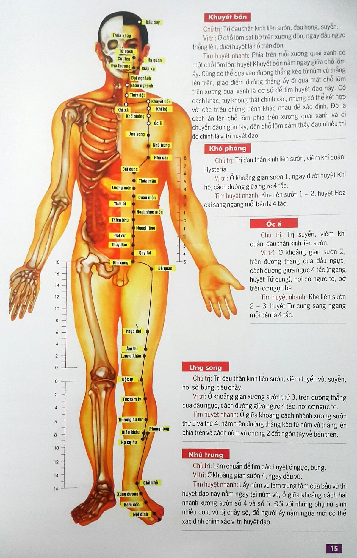Huyệt Vị Kinh Lạc Cơ Thể Người