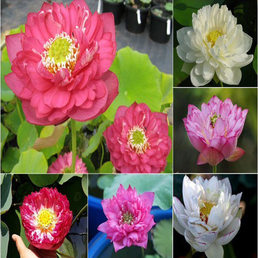 Hạt Giống Hoa Sen Mini Nhật Bản ( chọn màu )