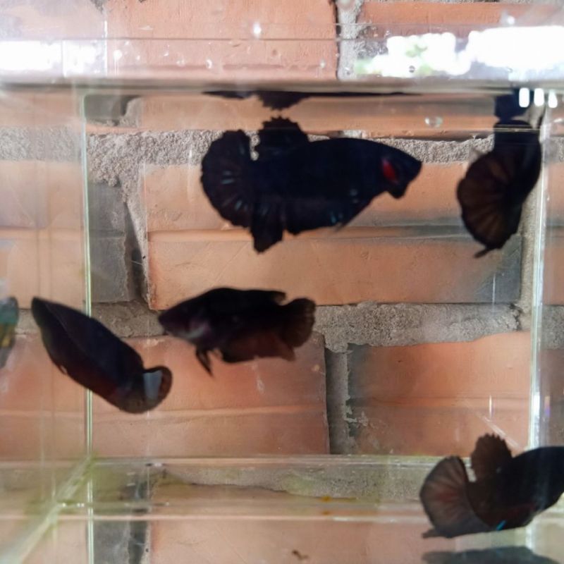 Betta black blue 4.5 tháng hàng chọn, bơi lanh, khoẻ đẹp sạch bệnh, đảm bảo đẹp như hình