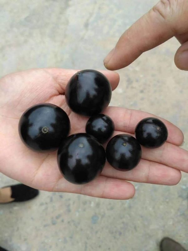 Combo 5 cây nho thân gỗ tứ quý (tặng thêm 1 giá không đổi)