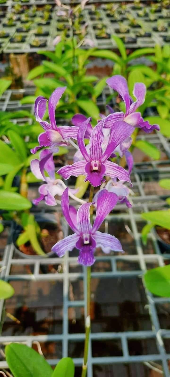 HOA LAN DENRO  DAZANG BLUE
