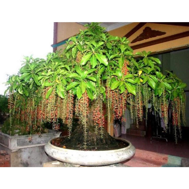 Cây lộc vừng... siêu hoa