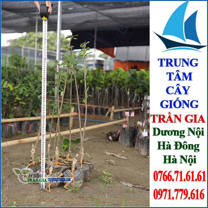 Giống Cây Táo Đỏ Lùn ( 2 cây )