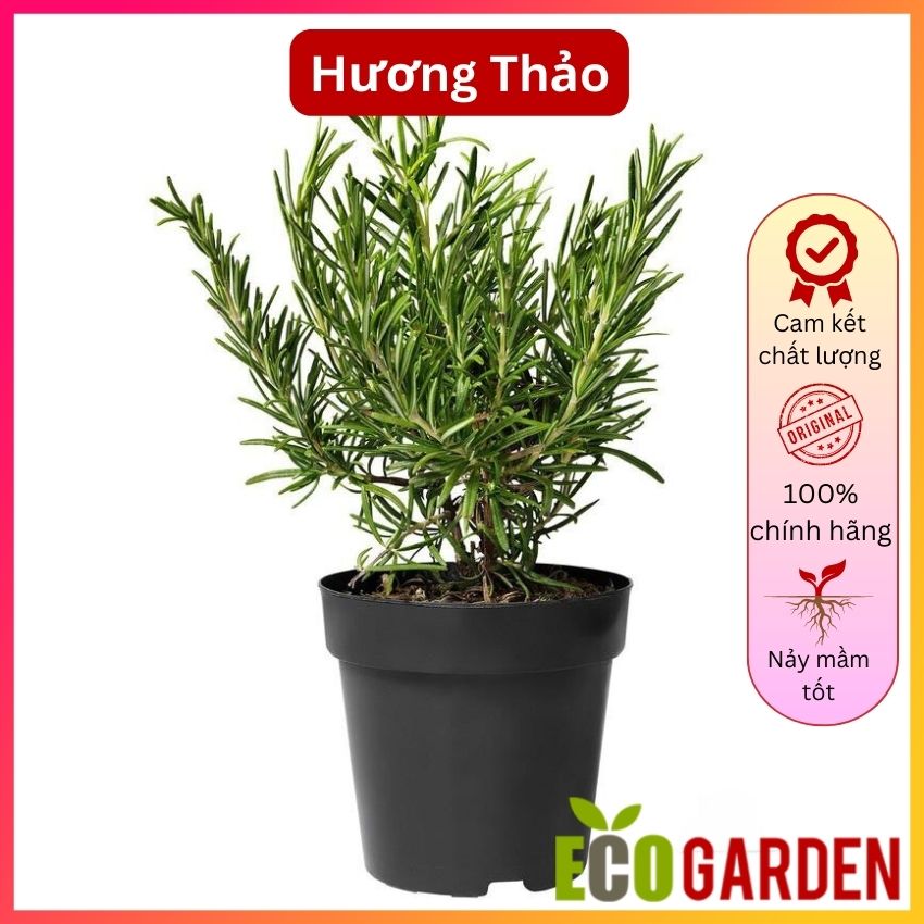 Hạt Giống Cây Hương Thảo (15H) (ECO.009)
