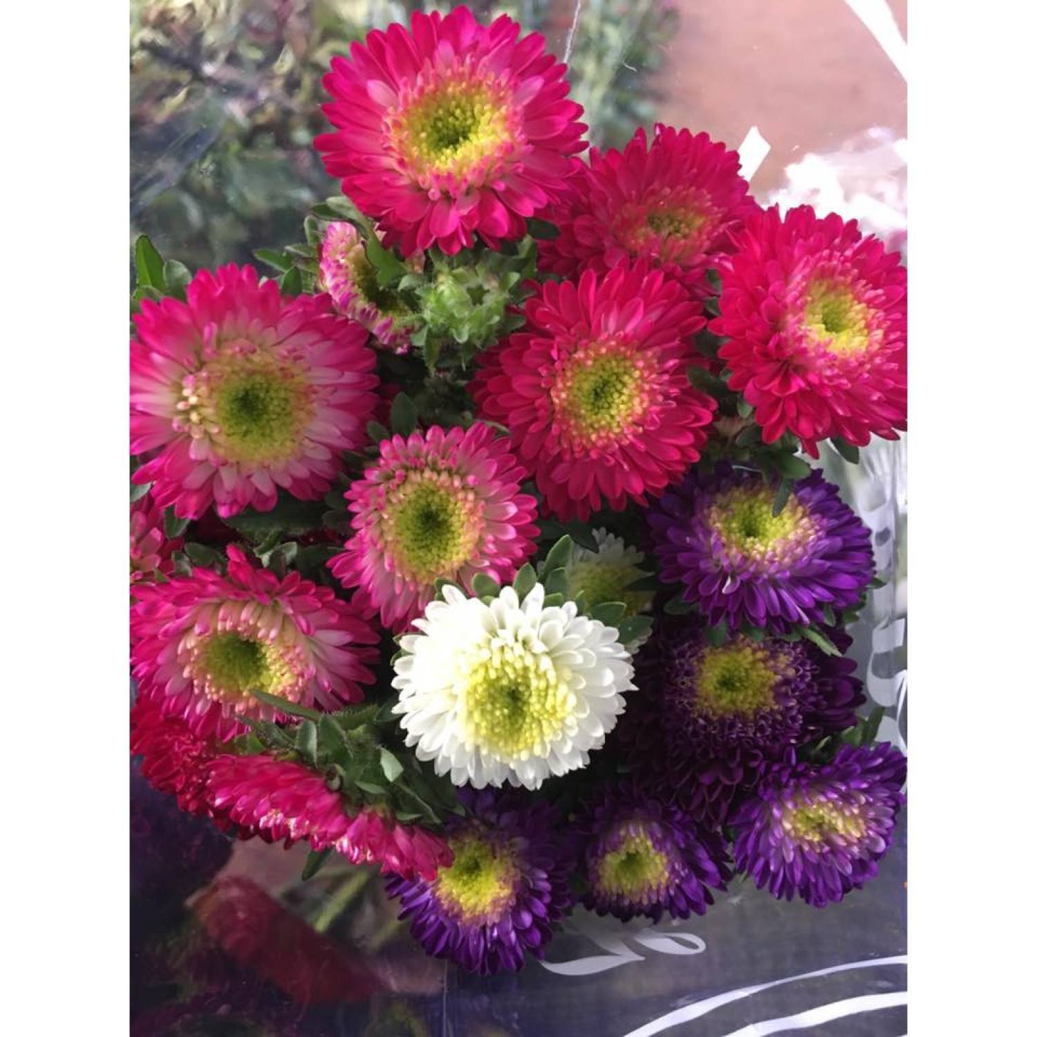 MA337 GÓI 20 Hạt Giống Hoa Cúc Nhật PomPom Mix
