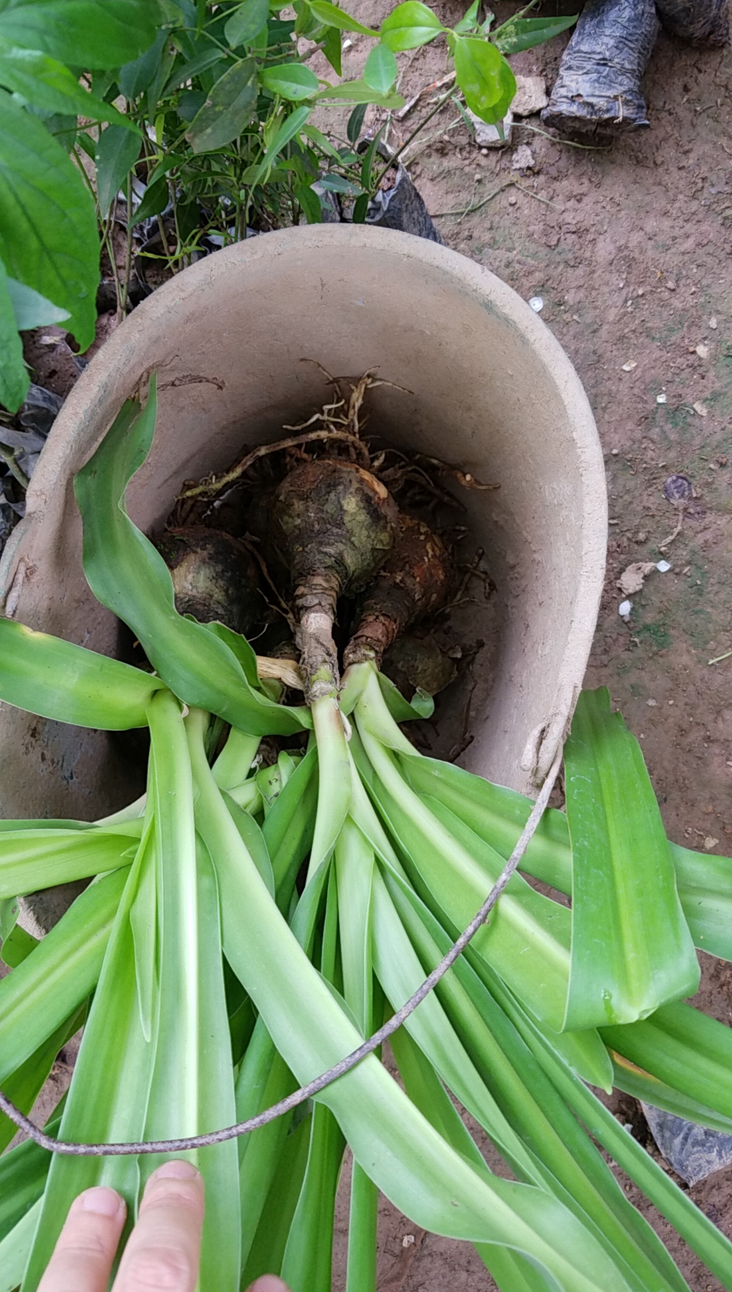 3 củ trinh nữ hoàng cung chuẩn giống