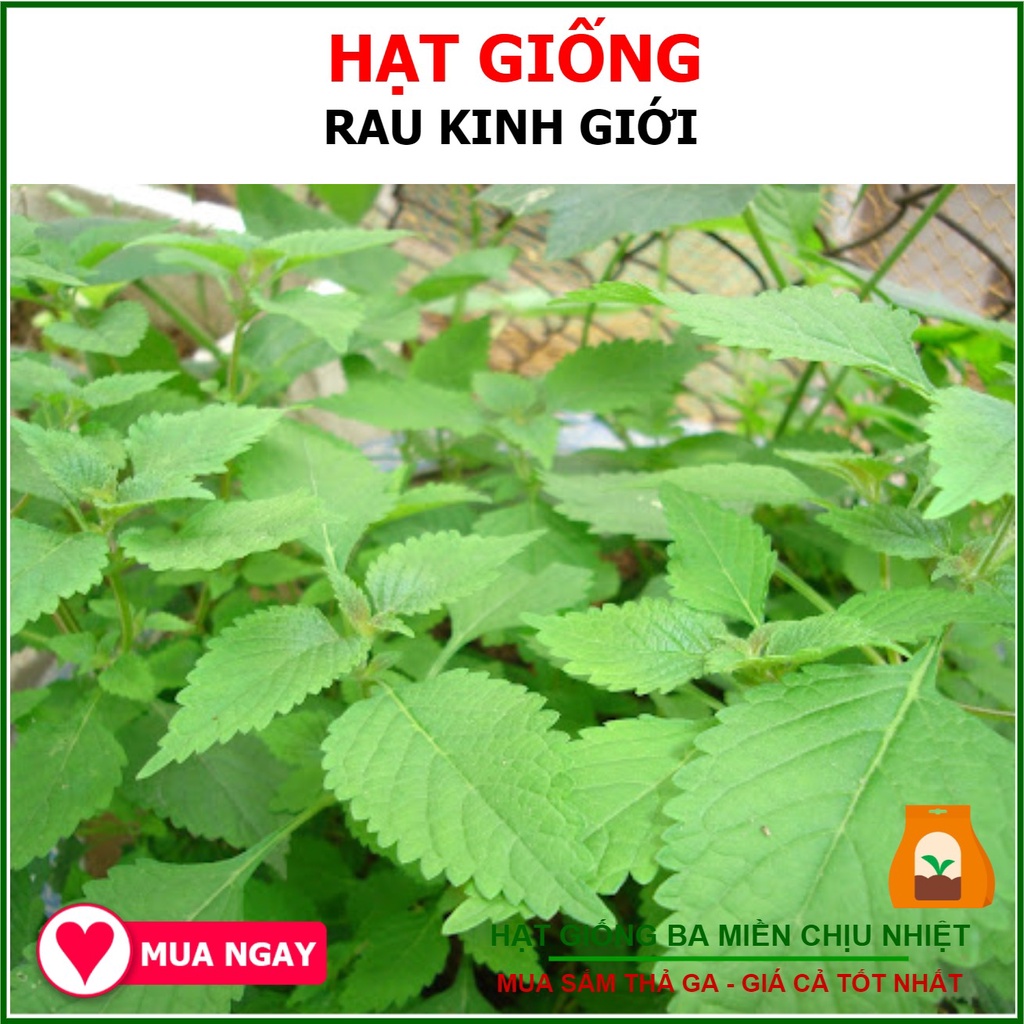 1 gram- hạt giống rau kinh giới