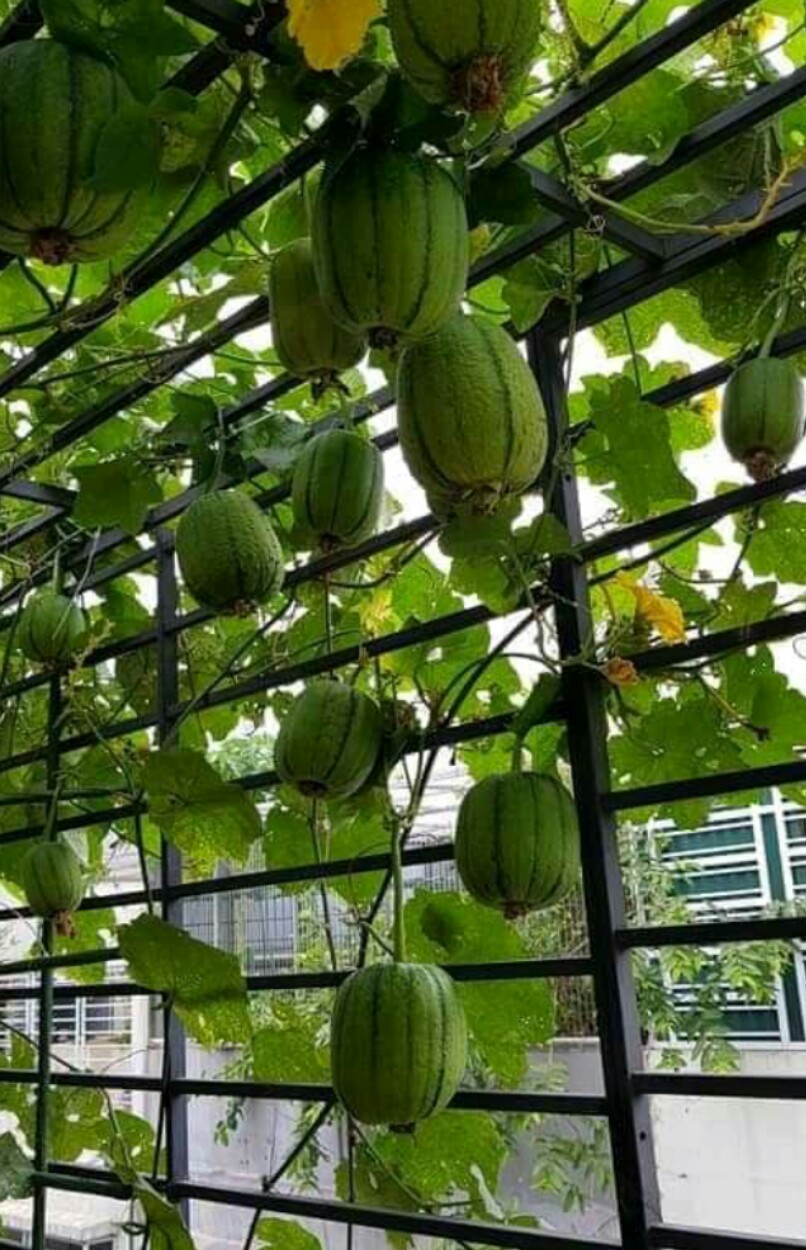 Hạt MƯỚP TÁO F1 (gói 20 hạt)