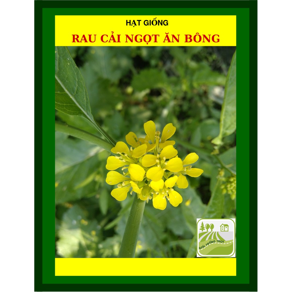 20G - Hạt Giống Cải ngọt Ăn Bông