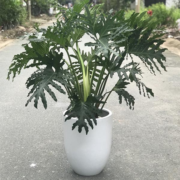 Cây trầu bà thanh Xuân (trầu bà lá xẻ) - cây nhỏ