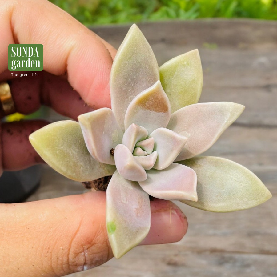 SEN ĐÁ ĐÁ MA SIZE MINI LỖI 1 ĐỔI 1
