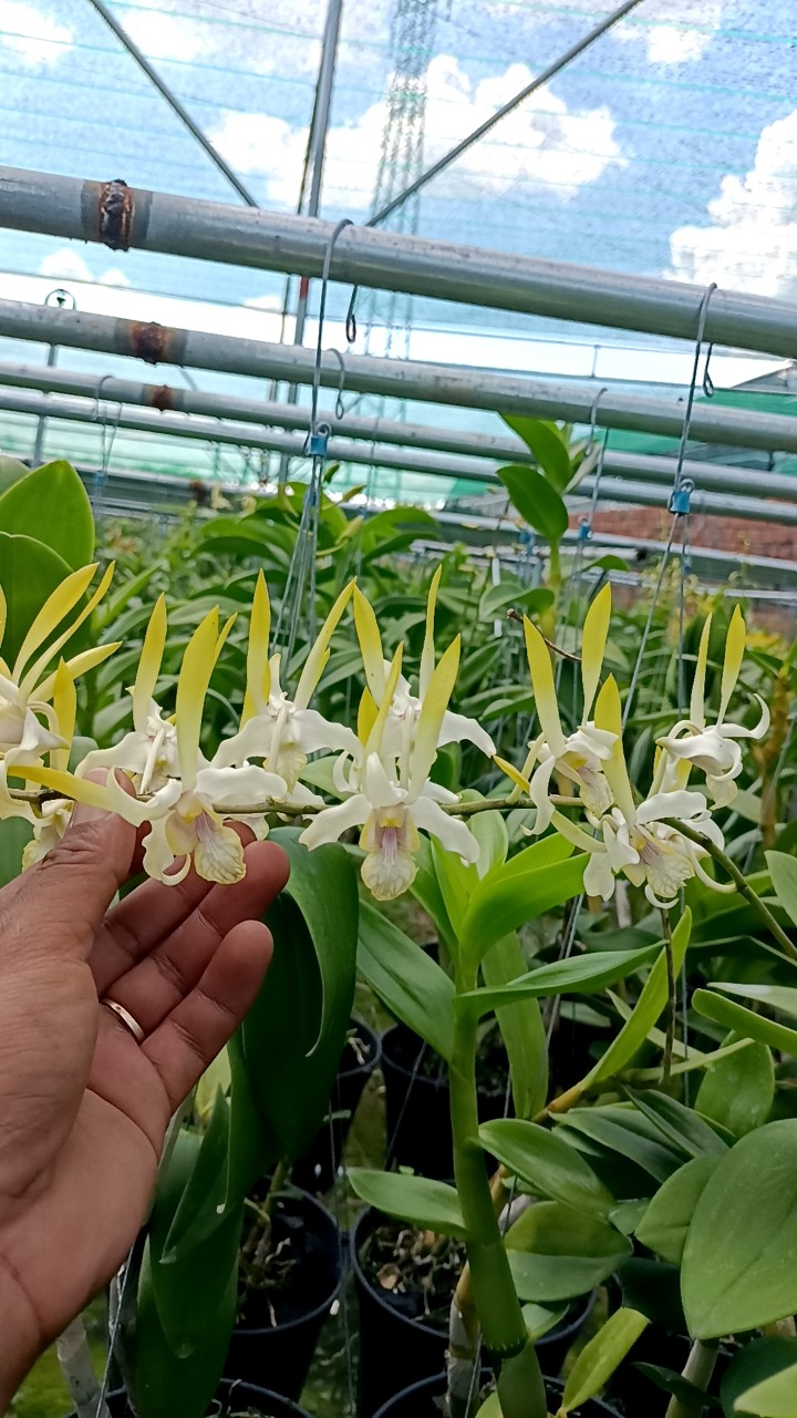 Hoa Lan DENRO Singapo Lai Tai Thỏ