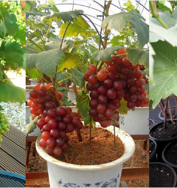Hạt giống nho lùn pháp ( nho bonsai ) 10 hạt/gói (TẶNG gói kích thích hạt nảy mầm)