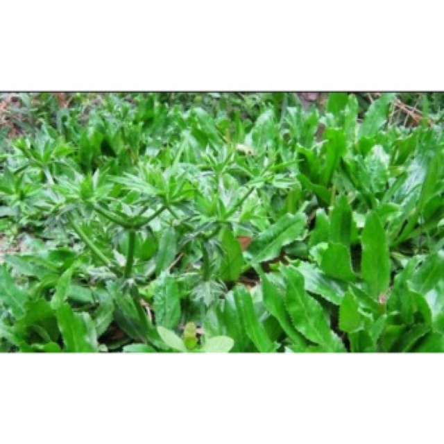 HẠT GIỐNG MÙI TÀU (NGÒ GAI)