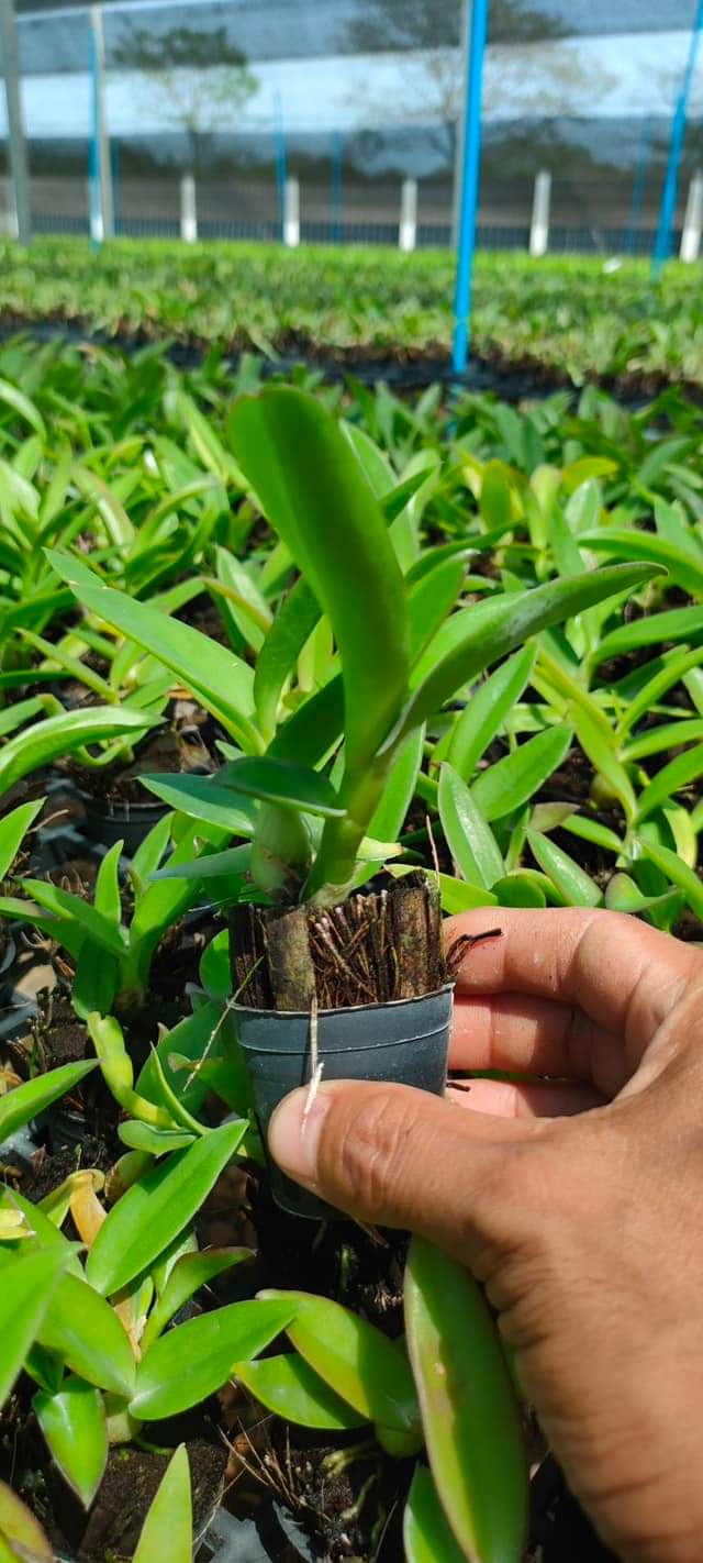 Hoa lan nắng thơm Urawan cây giống Cao 7-12Cm