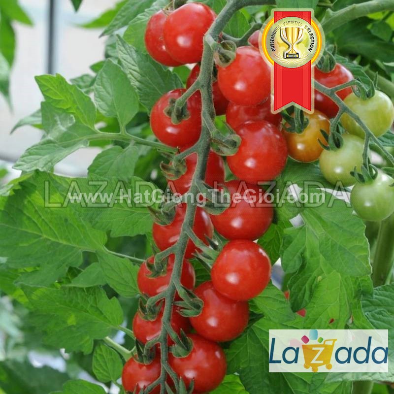 25.HAT Hạt Giống Cà Chua Chuỗi Ngọc Siêu Quả Brix13 TG187 (KL| C4*W45)