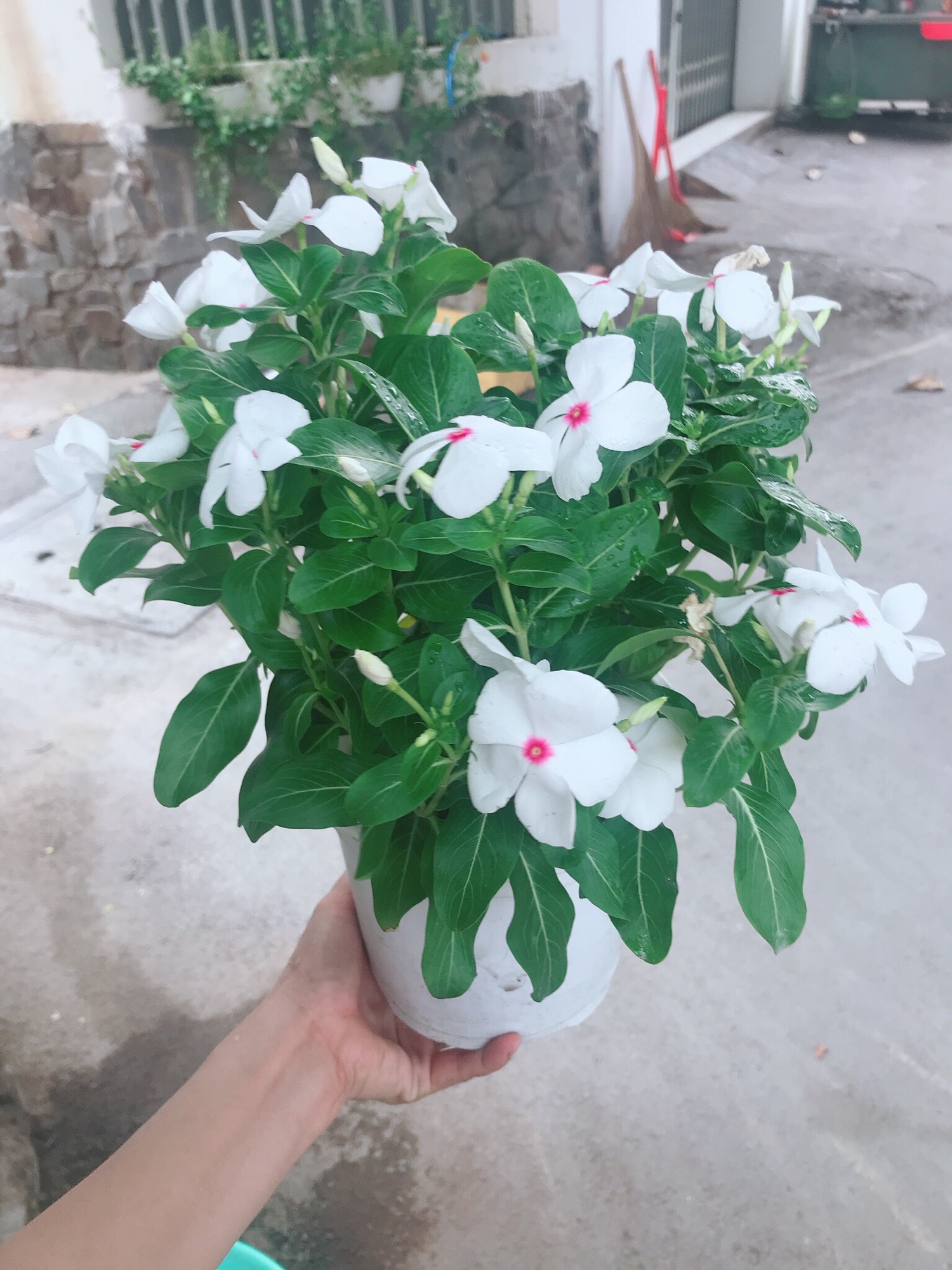 Chậu hoa dừa cạn