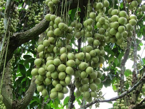 Cây giống dâu da xanh trái sớm- Hoa kiểng Nguyễn Lộc- Cây giống chất lượng cao