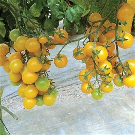 [HCM]hạt giống Cà chua cherry vàng