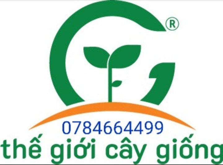 bỘ 5 CÂY GIỐNG ỔI TÍM
