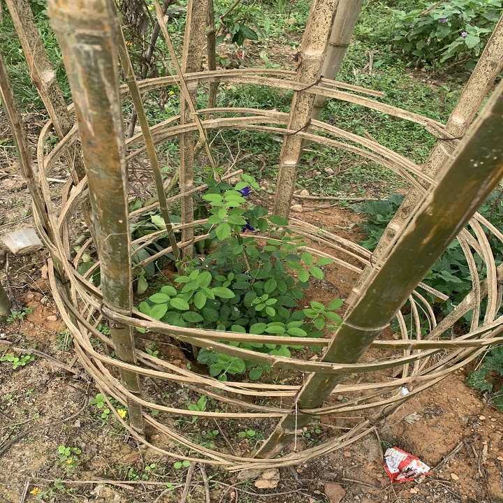 Cây giống Hoa đậu biếc